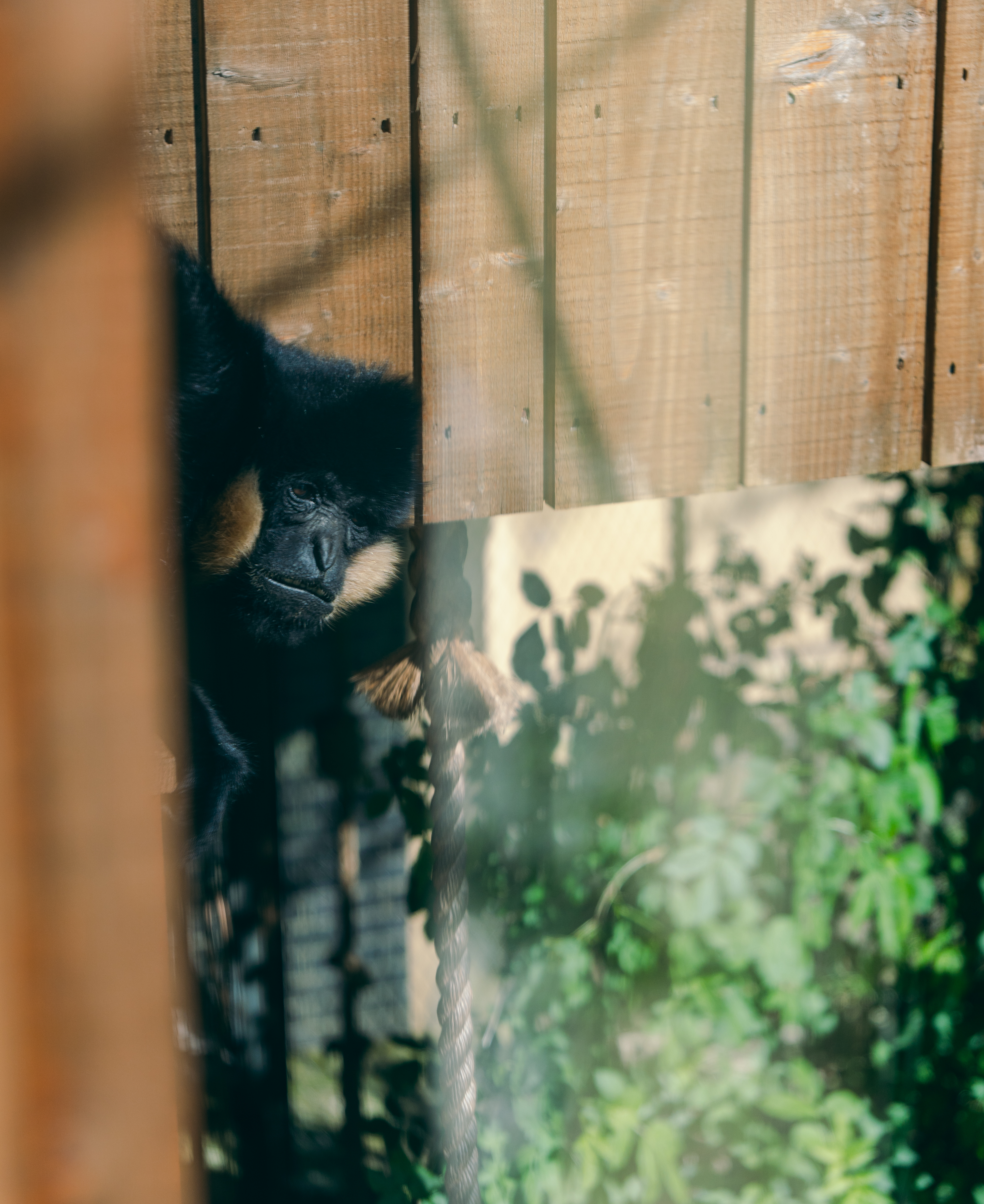 Angry Gibbon